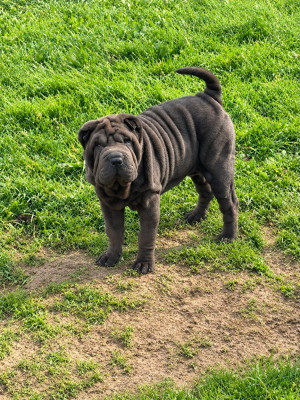 Étalon Shar Pei - Uzuki Des Rêves De Yamaja