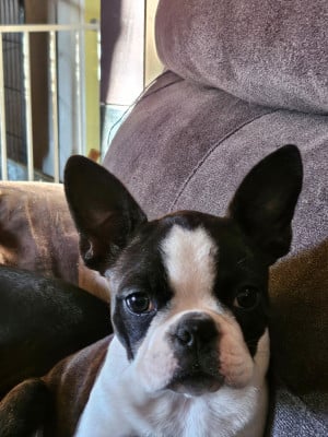 Étalon Boston Terrier - Blue des Petits Anges Noirs 