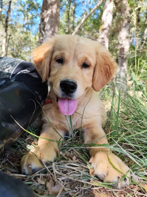 Étalon Golden Retriever - Bless be the Fruit (May) 
