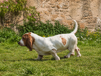 Étalon Basset Hound - ANEMONE Des Parfums De Saigon