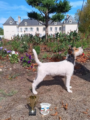 Étalon Parson Russell Terrier - WYNONA De la tribu de kitchi