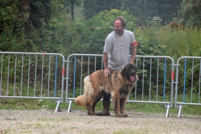 Une p'tite guette Des Léos Breizhoo