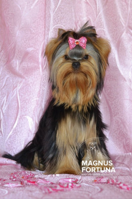 Étalon Yorkshire Terrier - magnus fortuna KENDY