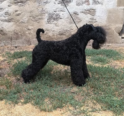 Étalon Kerry Blue Terrier - CH. AMRIEL LA DOUCE de Glenderry