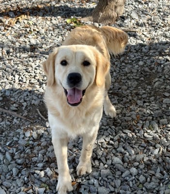 Étalon Golden Retriever - AVANA de la Gabrière