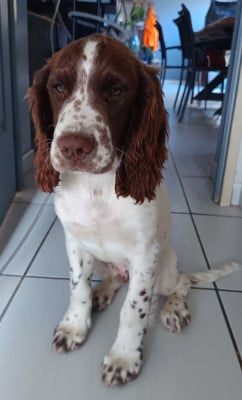 Étalon English Springer Spaniel - Du Blau De Laude Baxter