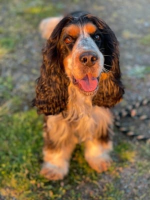 Étalon Cocker Spaniel Anglais - U2 de la pierre aux leux