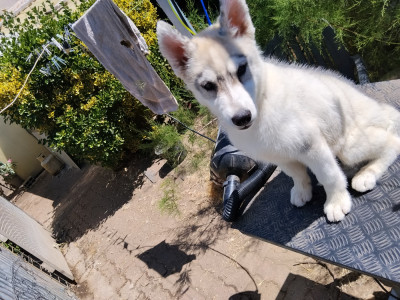 Étalon Siberian Husky - BADGIRL GANG OF WOLVES CHILDREN OF THE MOON 