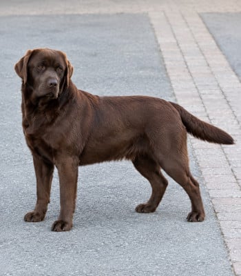 Étalon Labrador Retriever - undra de diana villae