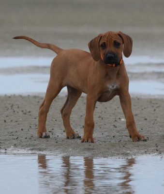 Étalon Rhodesian Ridgeback - Be My Eywa  Des Dunes Des Crocs