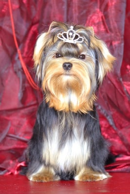 Étalon Yorkshire Terrier - magnus fortuna Isabella