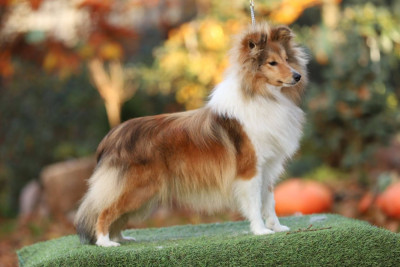 Étalon Shetland Sheepdog - art-city Romulania Vinsoria