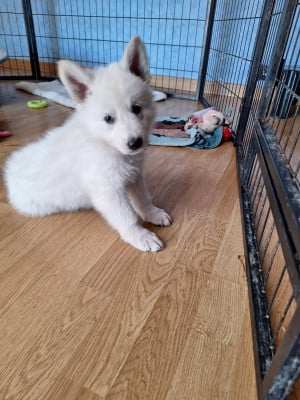 Étalon Berger Blanc Suisse - Babou du Clan d'Eomieu 