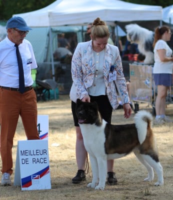 Étalon Akita americain - CH. Viva la Fiesta Des Gardiens De La Cigogne