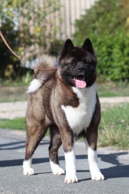 Étalon Akita americain - Italian Grizzly Decameron Neifile "Gemma"
