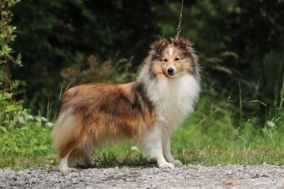 Étalon Shetland Sheepdog - art-city Shazaam