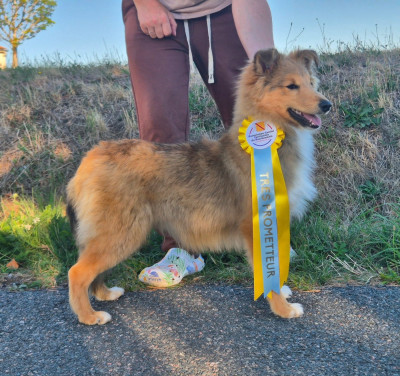 Étalon Shetland Sheepdog - Brin 2 Malice Of Manawan Island