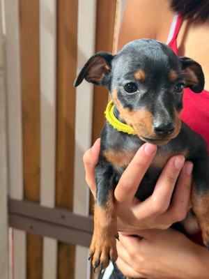 Étalon Pinscher nain - BROWNIES Du Hameau Des Nours