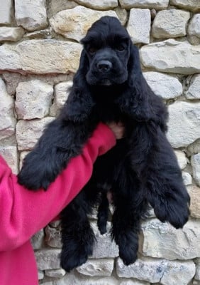 Étalon American Cocker Spaniel - Hall Of Lords Athena Calls Justice