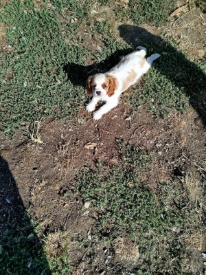 Étalon Cavalier King Charles Spaniel - BONNY 