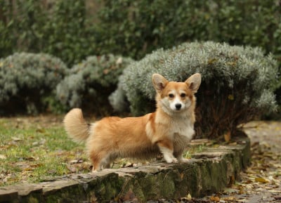 Étalon Welsh Corgi Pembroke - born to be  your sparkling crown Tommyknockers