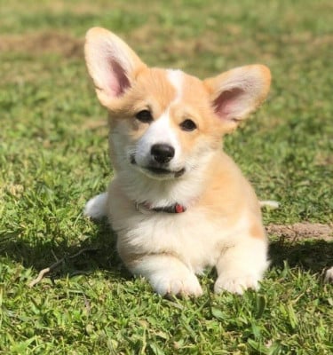 Étalon Welsh Corgi Pembroke - Ride on the stars  Des Tommyknockers