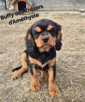 Étalon Cavalier King Charles Spaniel - Buffy 
