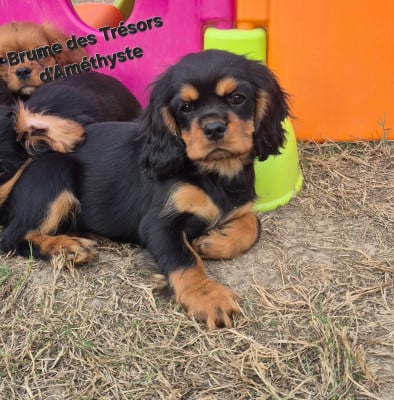 Étalon Cavalier King Charles Spaniel - Brume 