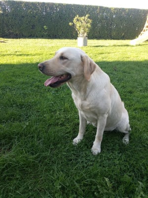 Étalon Labrador Retriever - Viva  du Marais Flamand