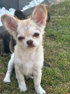 Étalon Chihuahua - Bâöh Des Petits Trésors d'Angel 
