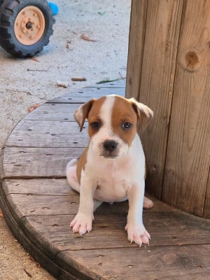 Étalon Staffordshire Bull Terrier - BABY BOSS DE GAIA VLKA 