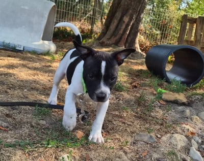 Étalon Staffordshire Bull Terrier - Black Swan  De karysha