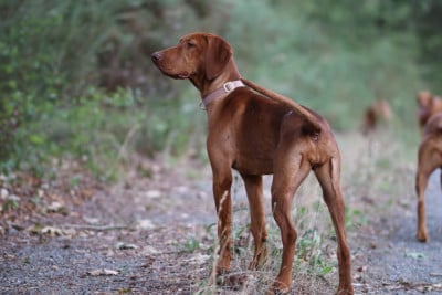 Étalon Braque hongrois à poil court (Vizsla) - Bretzelle Des Clairières Brunes