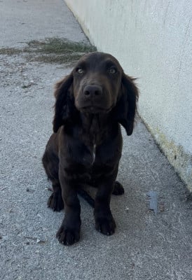 Étalon Chien d'Oysel allemand - Bélina De La Dernière Harde De Sologne