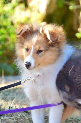 Étalon Shetland Sheepdog - B'Onyx De La Colline d'Ans