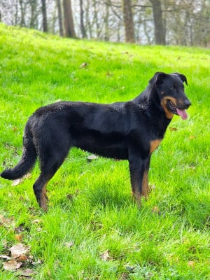 Tess'la Black de la Noé d'Orient