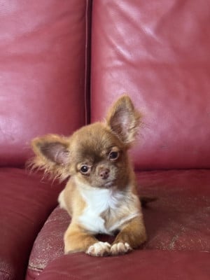 Étalon Chihuahua - Bébé brune Des Minis Pepites