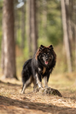 Étalon Chien finnois de Laponie - O'khelyara Aeglas Sulë