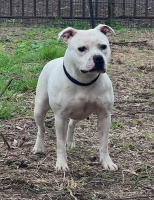 CREMA AFRICANA  vangerbull