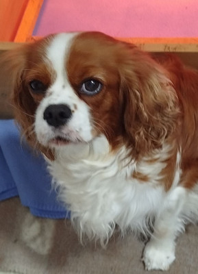 Étalon Cavalier King Charles Spaniel - VITA (Sans Affixe)
