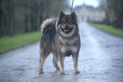 Étalon Eurasier - Umbreon evoli Du Royaume D'ebène