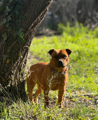 Étalon Staffordshire Bull Terrier - Unaya  Des Terres Du Sud D’Enserunes
