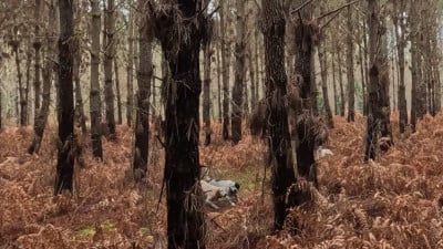 Étalon Setter Anglais - umay Des Fourberies De Twister
