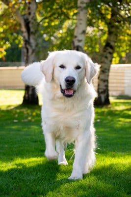 Étalon Golden Retriever - Valseur du Haut Flecheray