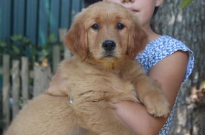 Étalon Golden Retriever - Aliénor d'anjou O'Carpe Diem Des Museaux