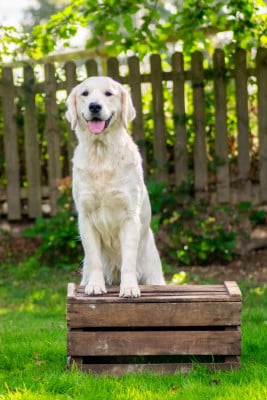 Étalon Golden Retriever - Un brin de raphia dite Saphir O'Carpe Diem Des Museaux