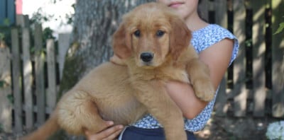 Étalon Golden Retriever - Apache angevine O'Carpe Diem Des Museaux