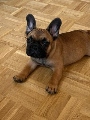 Étalon Bouledogue français - Berthe  de la Croix d'Atal