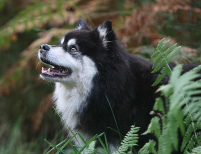 Étalon Chien finnois de Laponie -  Revontulet Aurora Borealis Melhankozia