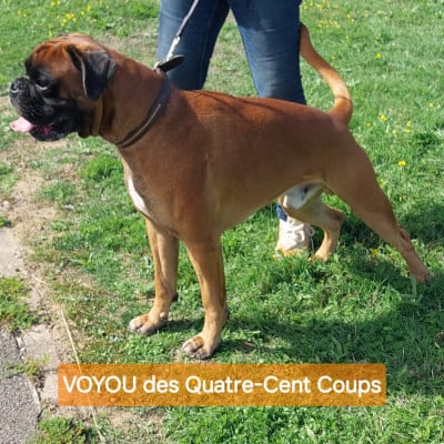 Étalon Boxer - VOYOU Des Quatre Cent Coups